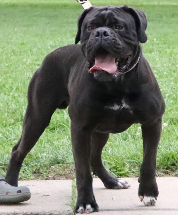 Evolution's Vulcan, an athletic black Olde English Bulldogge