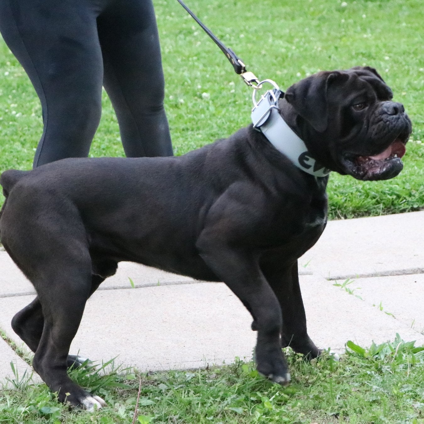 Side profile of Evolution's Vulcan, showing the athletic build and conformation of a correct Olde English Bulldogge